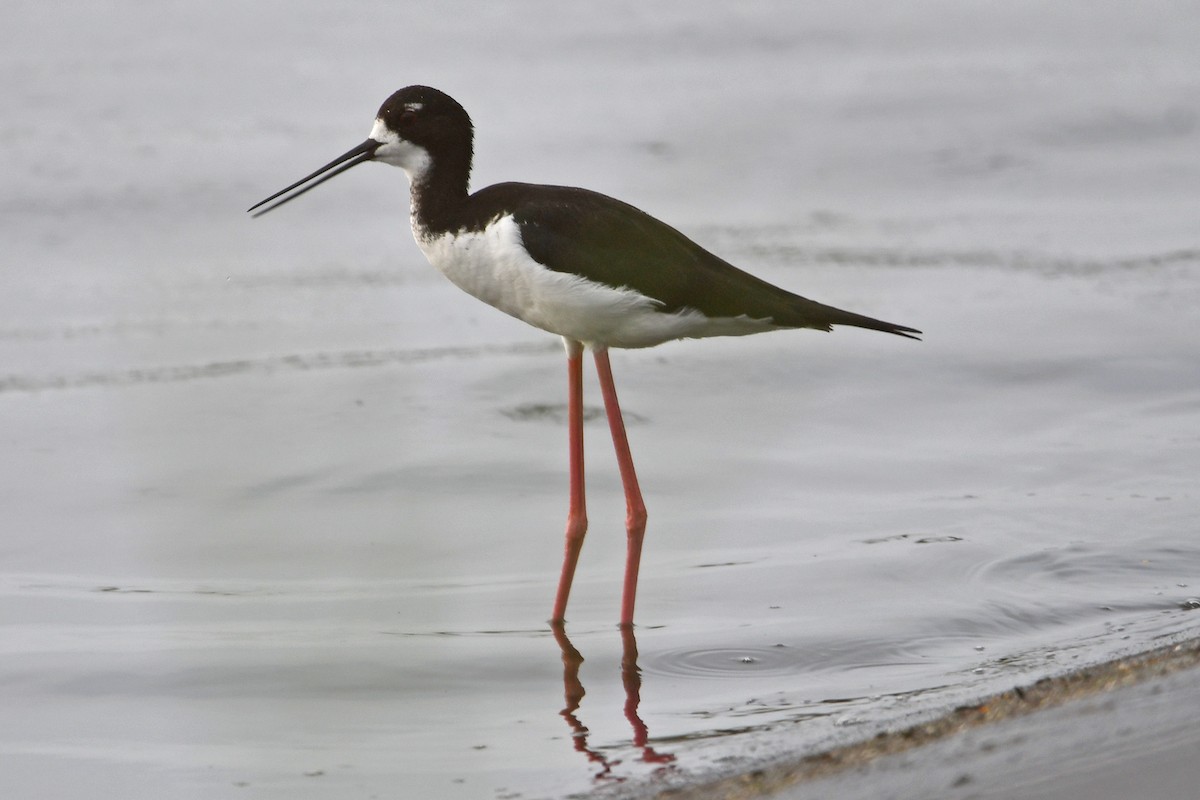 Black-necked Stilt - ML638158290