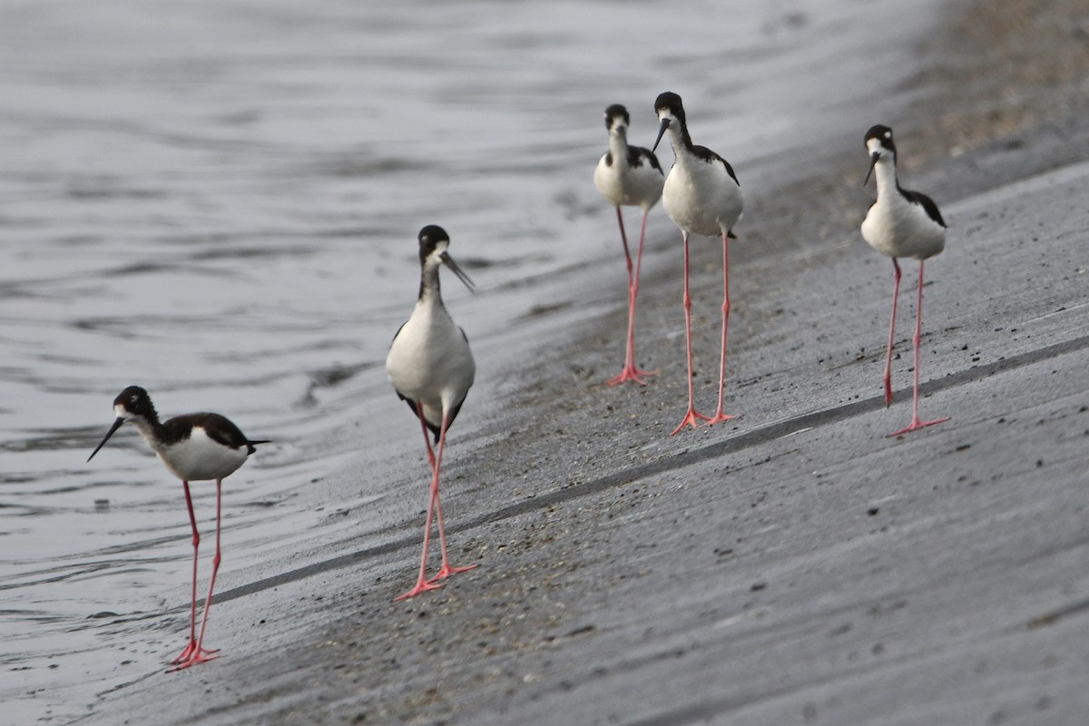 Black-necked Stilt - ML638158291