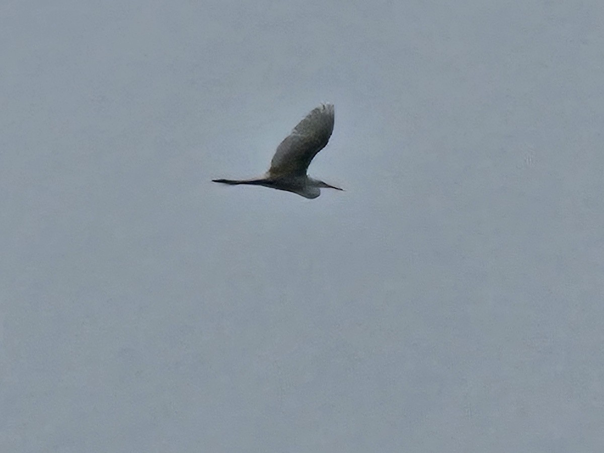 大白鷺 - ML638158298