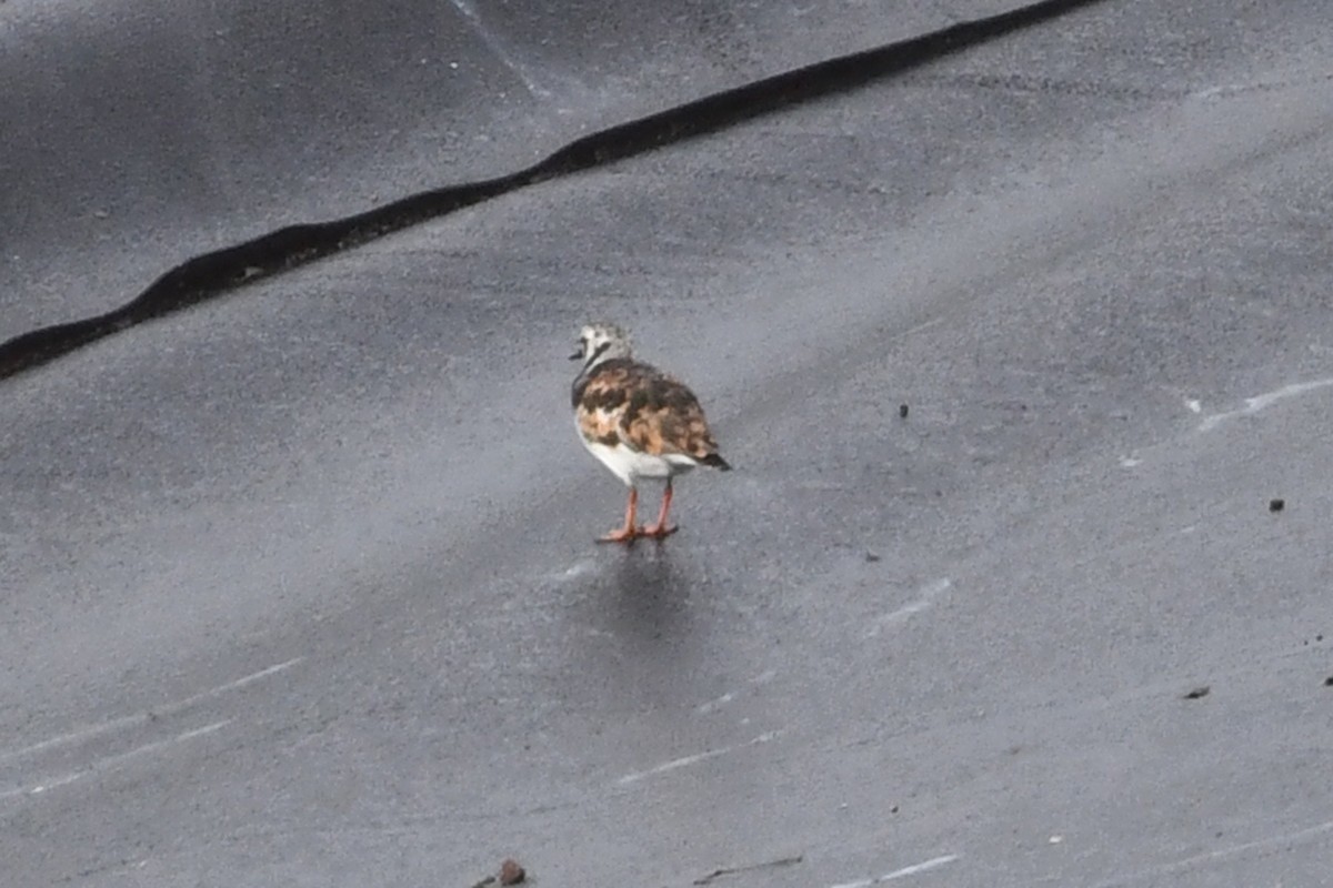 Ruddy Turnstone - ML638158299