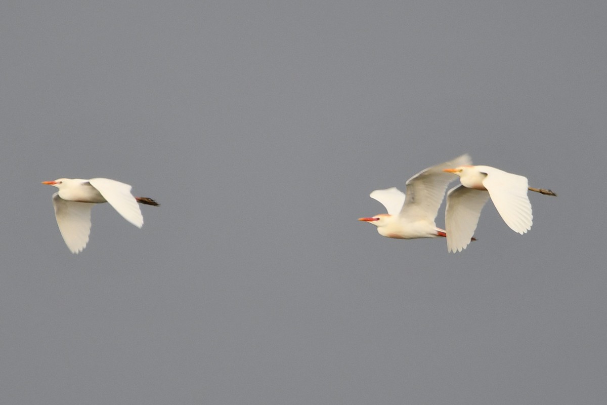 Western Cattle-Egret - ML638158306