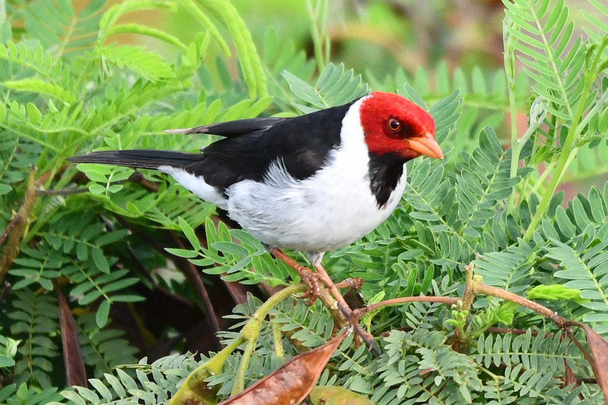 Yellow-billed Cardinal - ML638158321