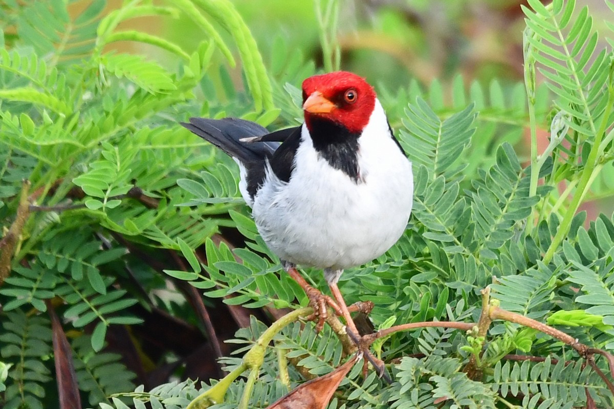 Yellow-billed Cardinal - ML638158322