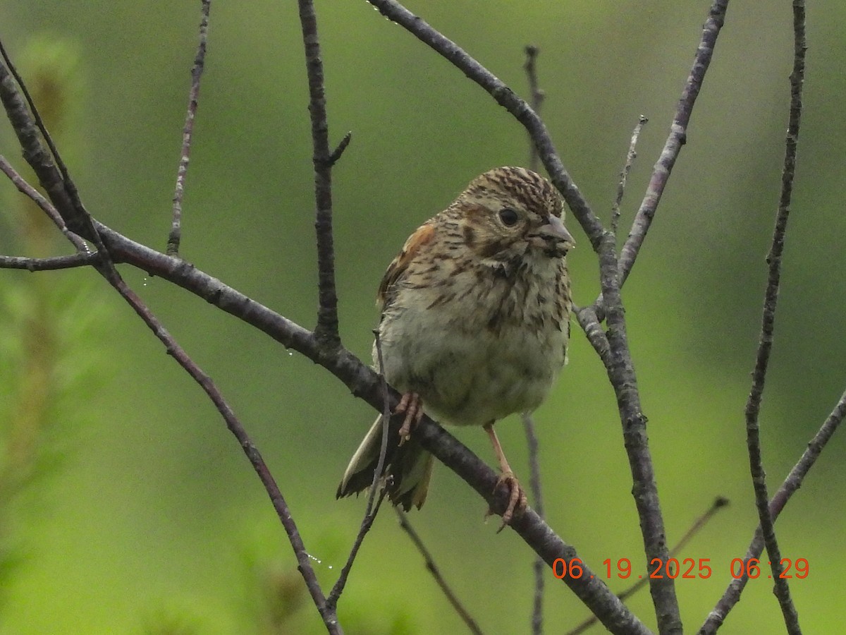 Vesper Sparrow - ML638158334
