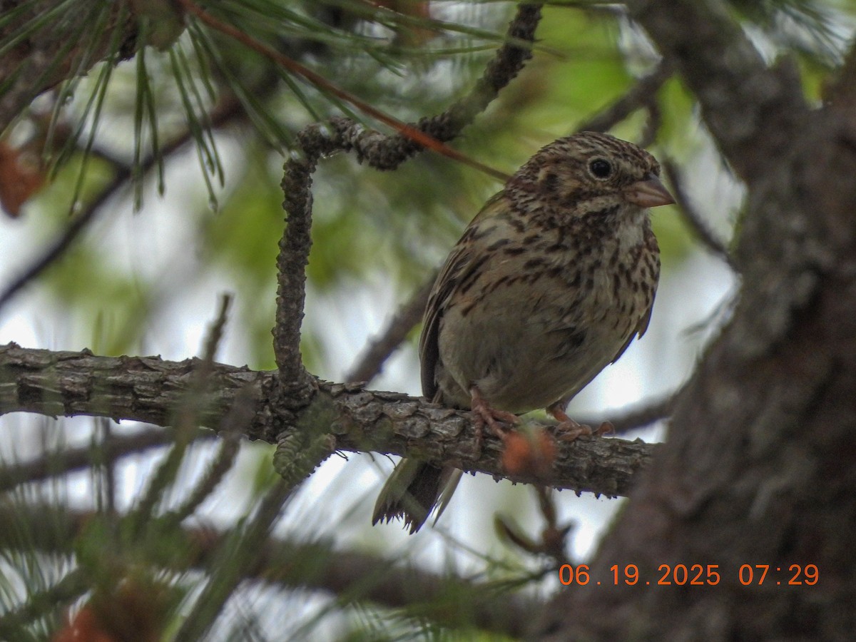 Vesper Sparrow - ML638158335
