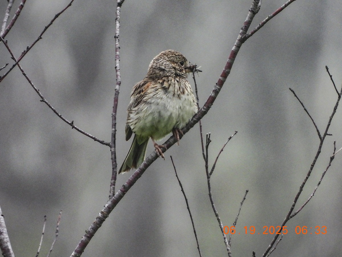 Vesper Sparrow - ML638158336