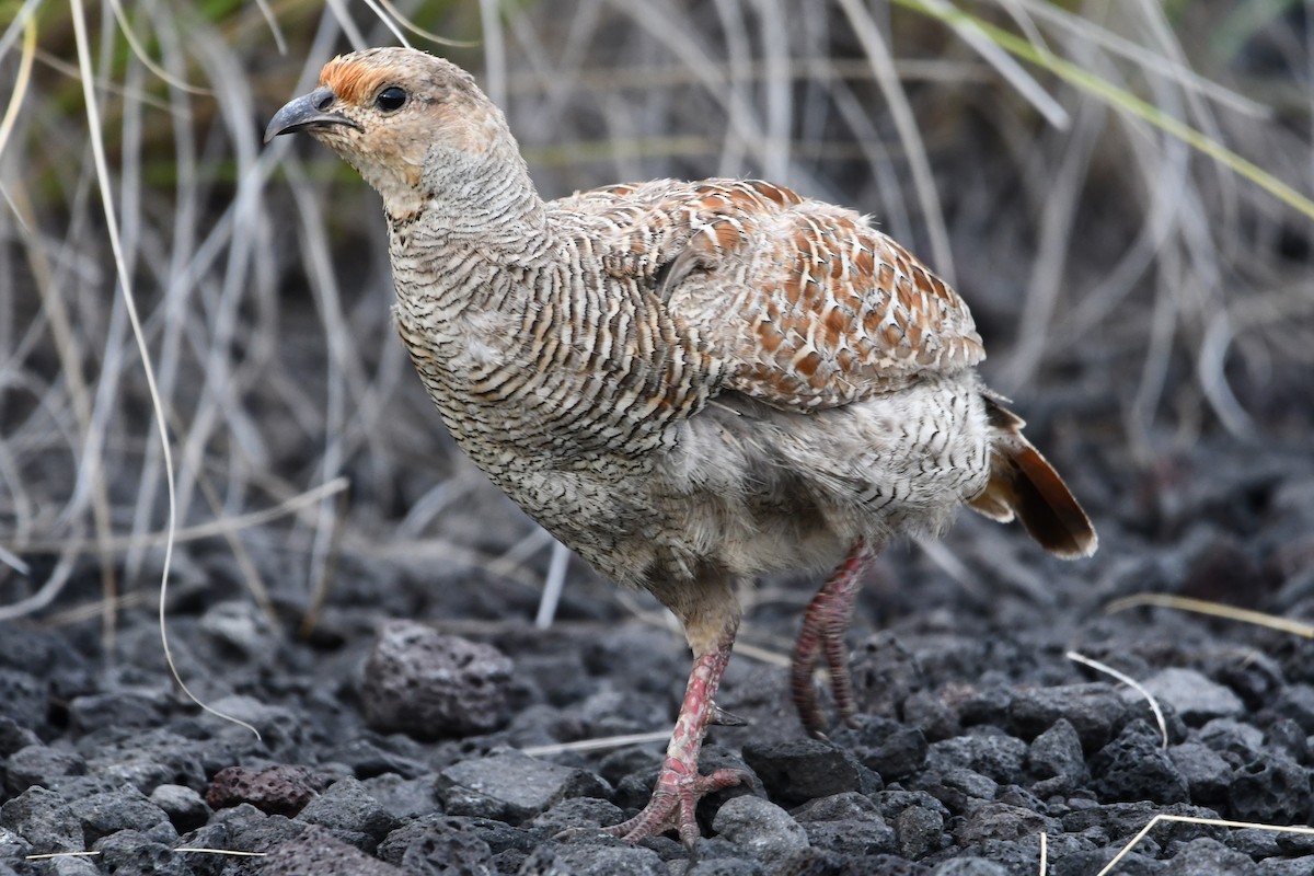 Gray Francolin - ML638158340
