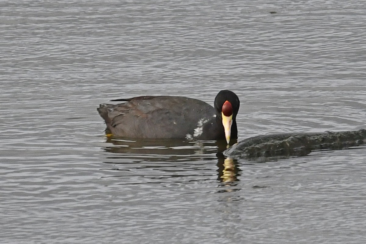 Hawaiian Coot - ML638158349
