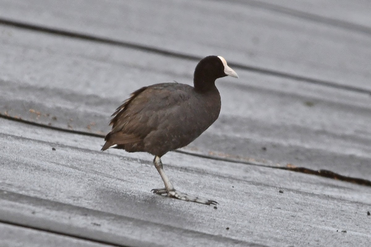 Hawaiian Coot - ML638158350