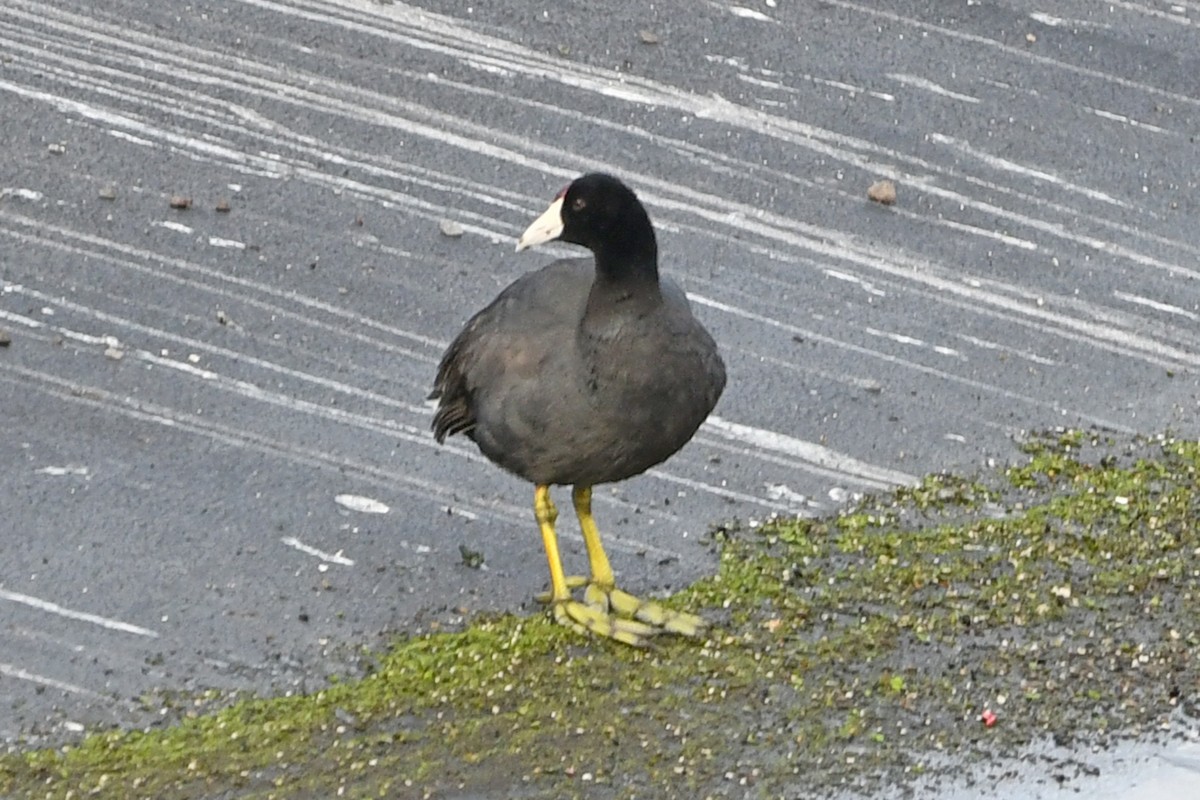 Hawaiian Coot - ML638158351