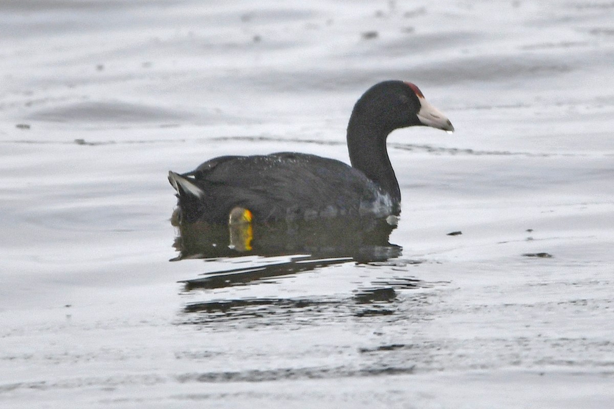 Hawaiian Coot - ML638158352