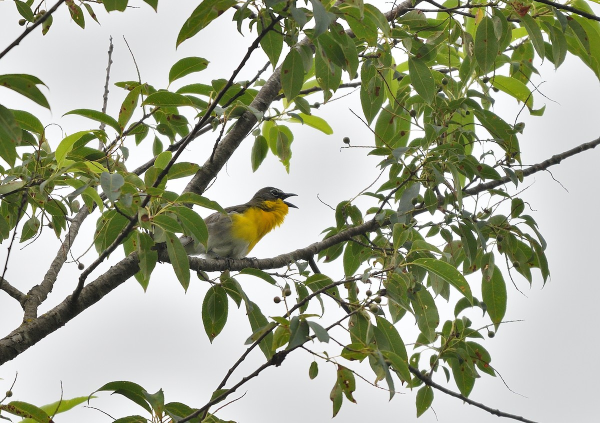 Yellow-breasted Chat - ML638158354