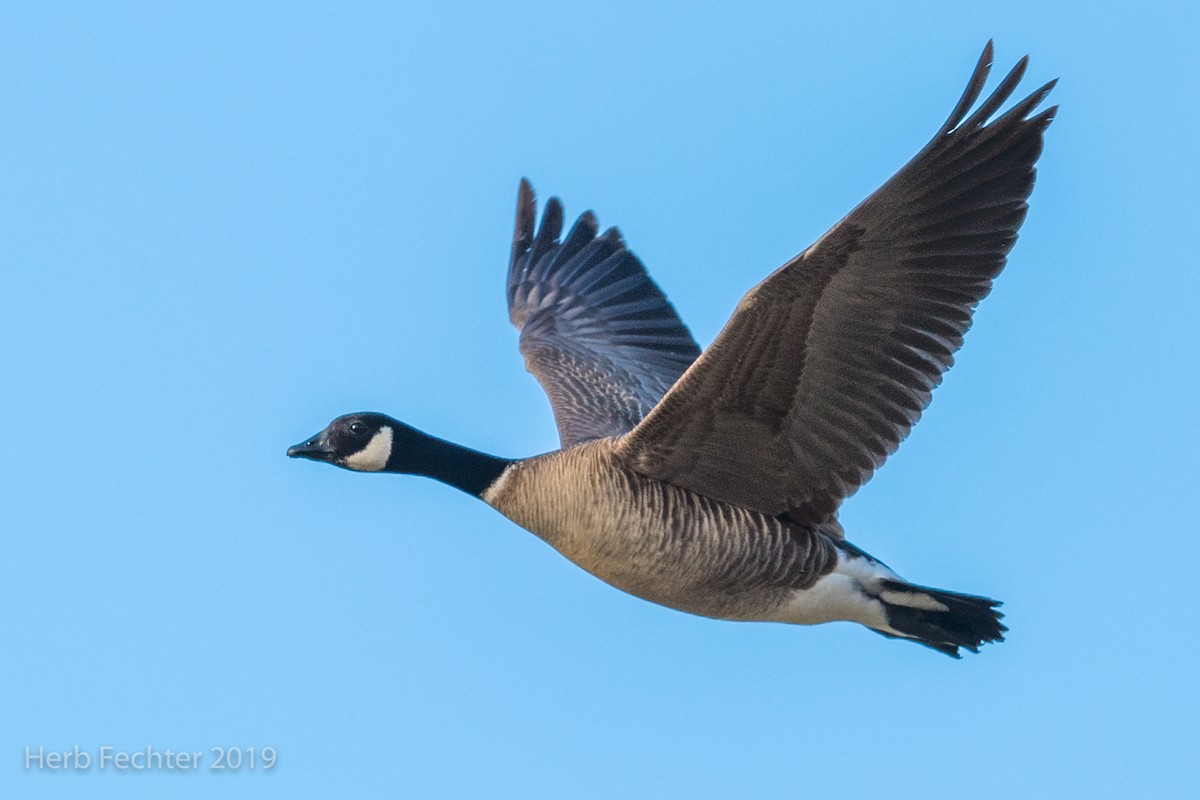 Cackling Goose (Aleutian) - ML638158356