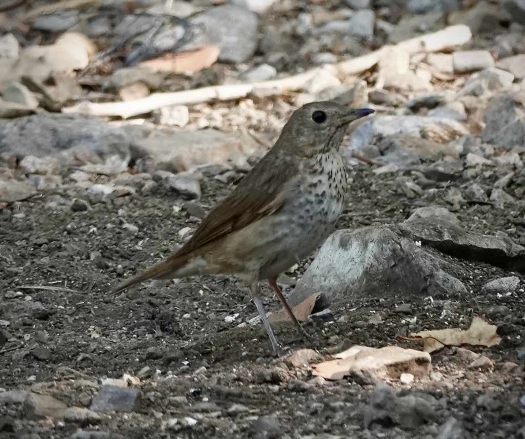 Swainson's Thrush - ML638158358