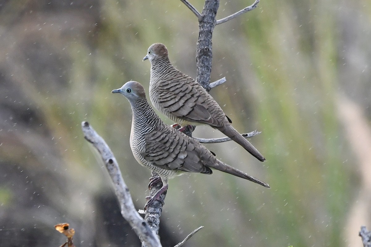 Zebra Dove - ML638158359