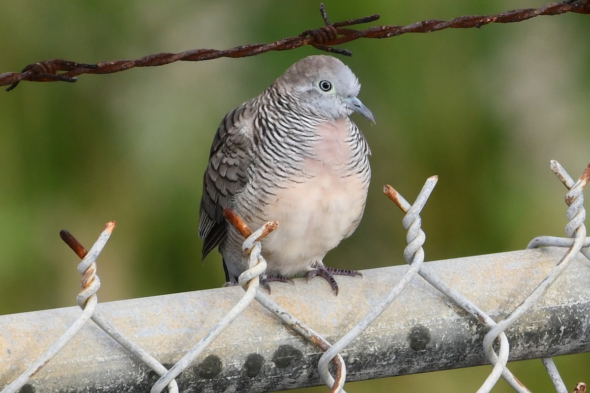 Zebra Dove - ML638158360