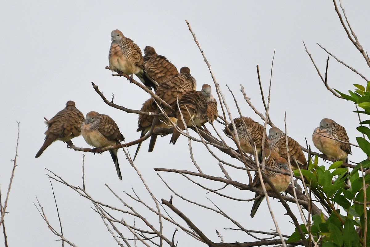Zebra Dove - ML638158361