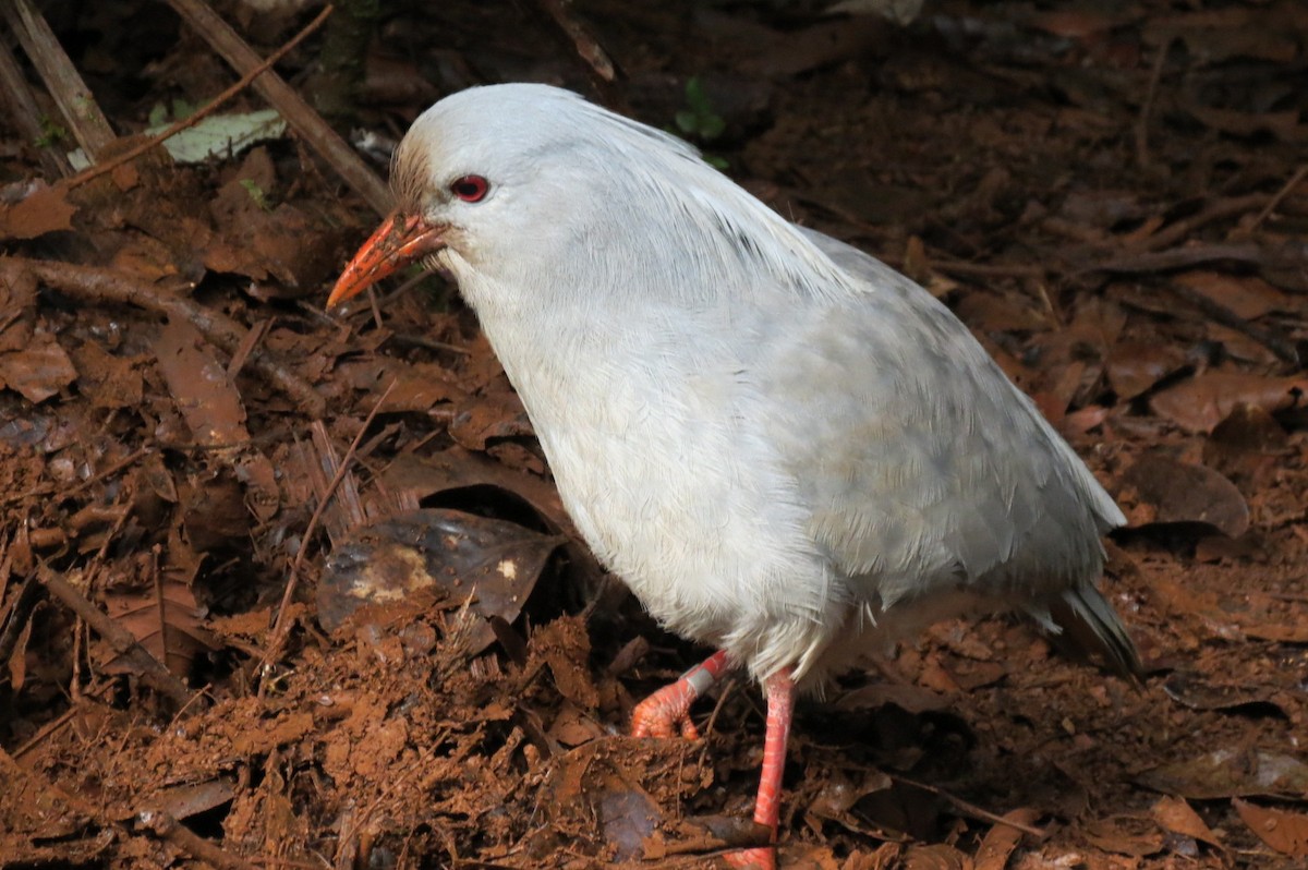 Kagou huppé - ML638158365