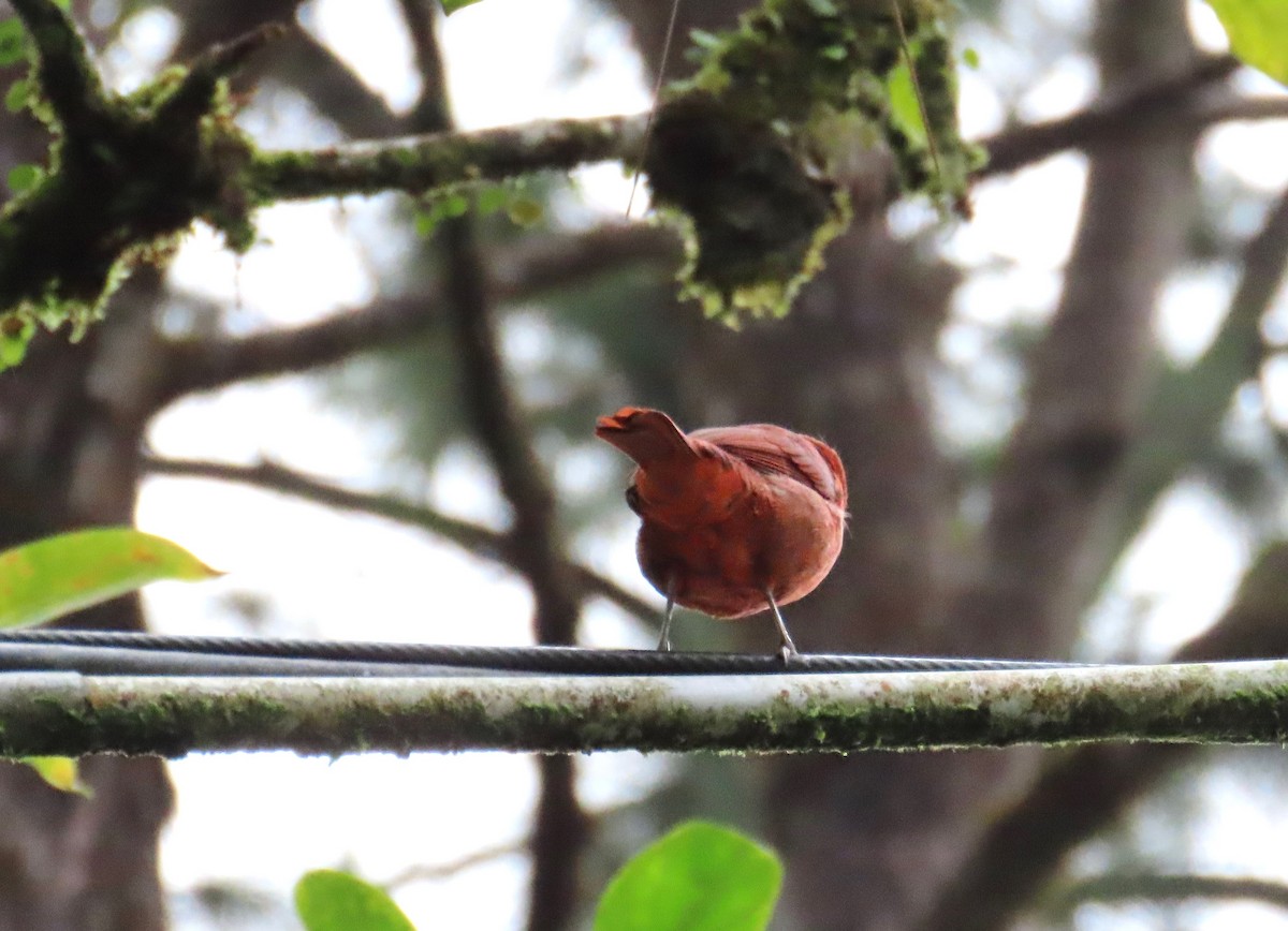 Hepatic Tanager - ML638158368