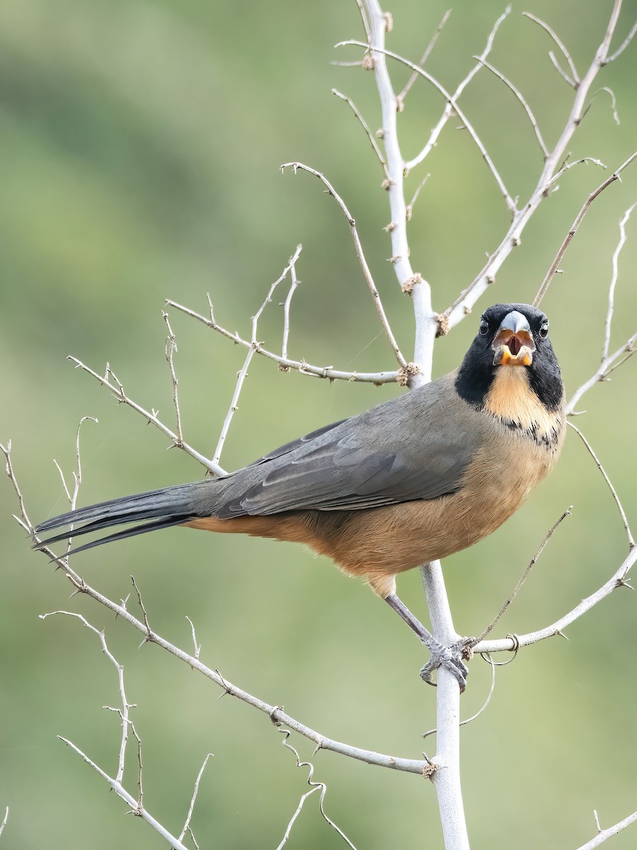Golden-billed Saltator - ML638158372