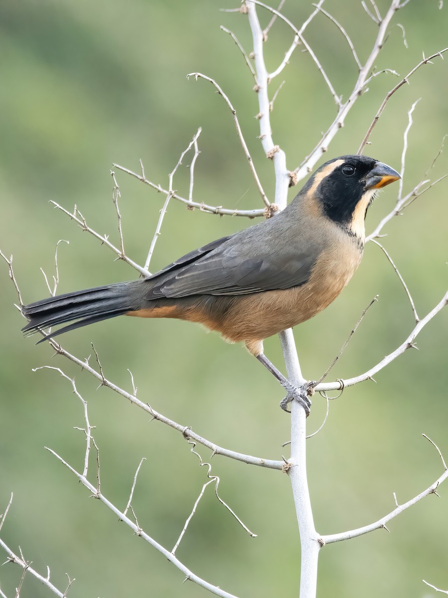 Golden-billed Saltator - ML638158373