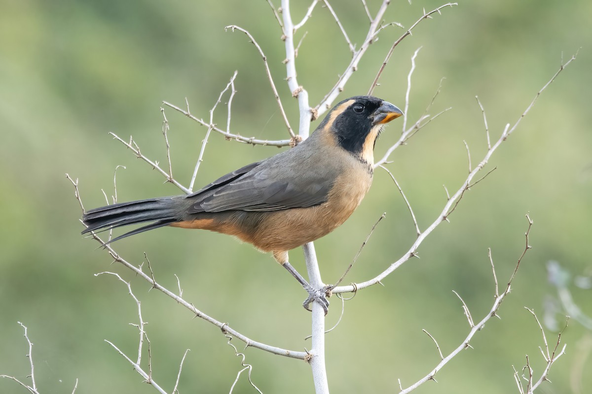 Golden-billed Saltator - ML638158374