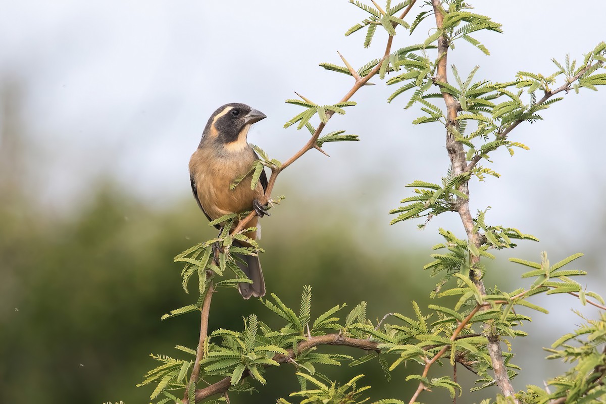 Golden-billed Saltator - ML638158376