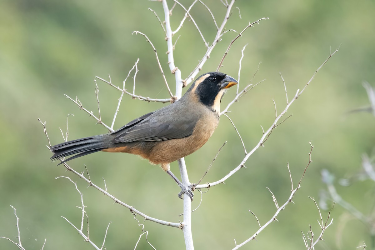 Golden-billed Saltator - ML638158377