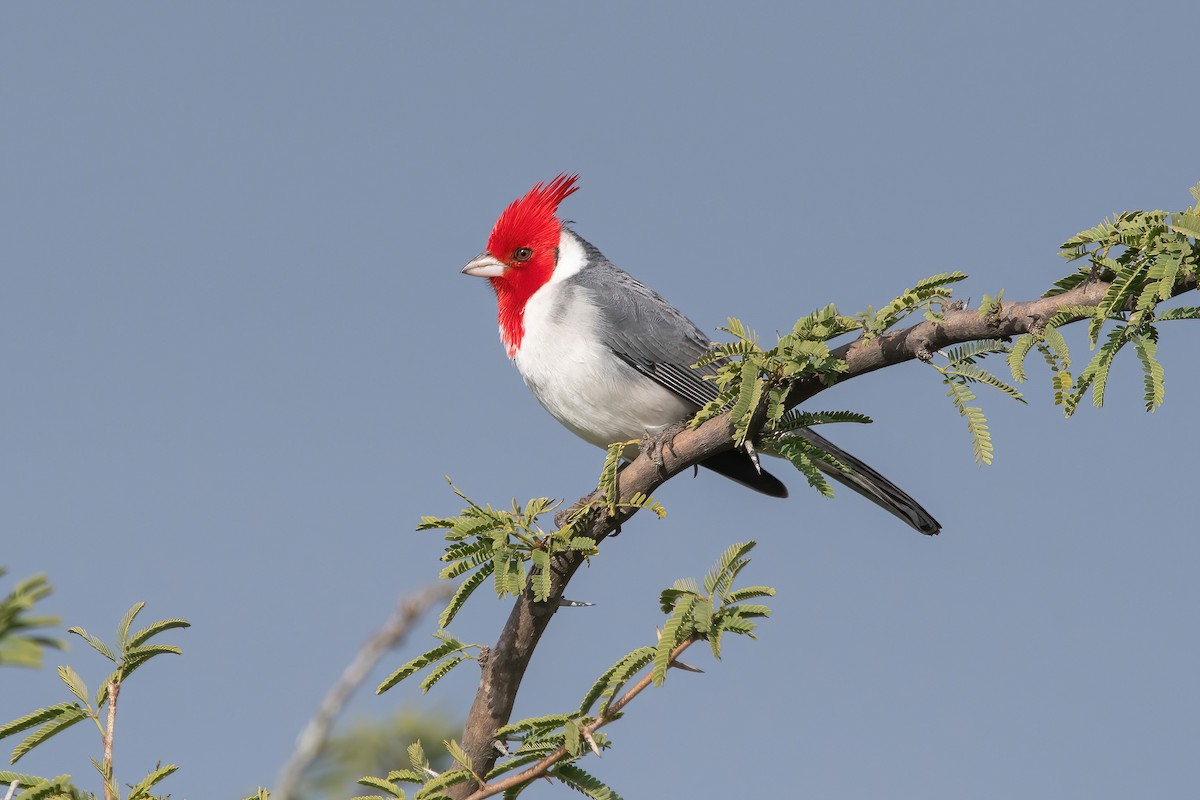 Red-crested Cardinal - ML638158392