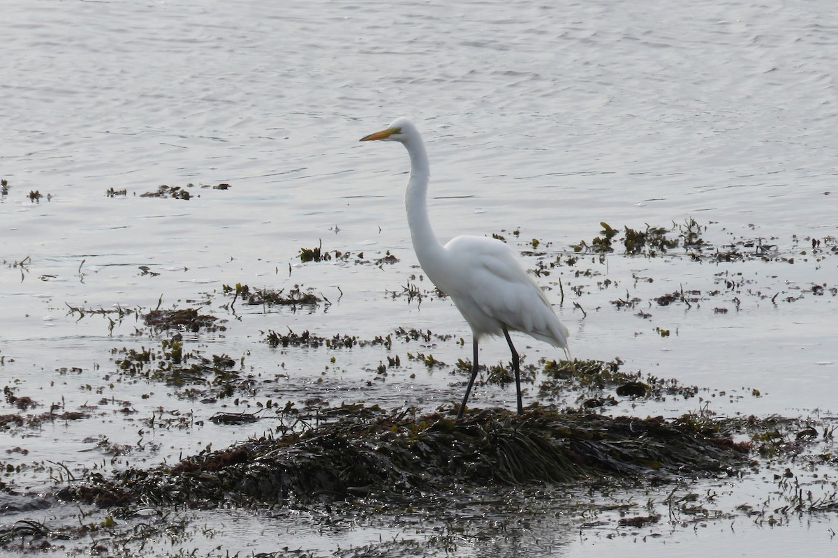 Great Egret - ML638158399