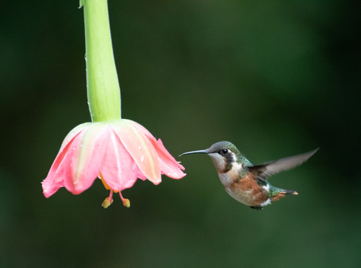 White-bellied Woodstar - ML638158423