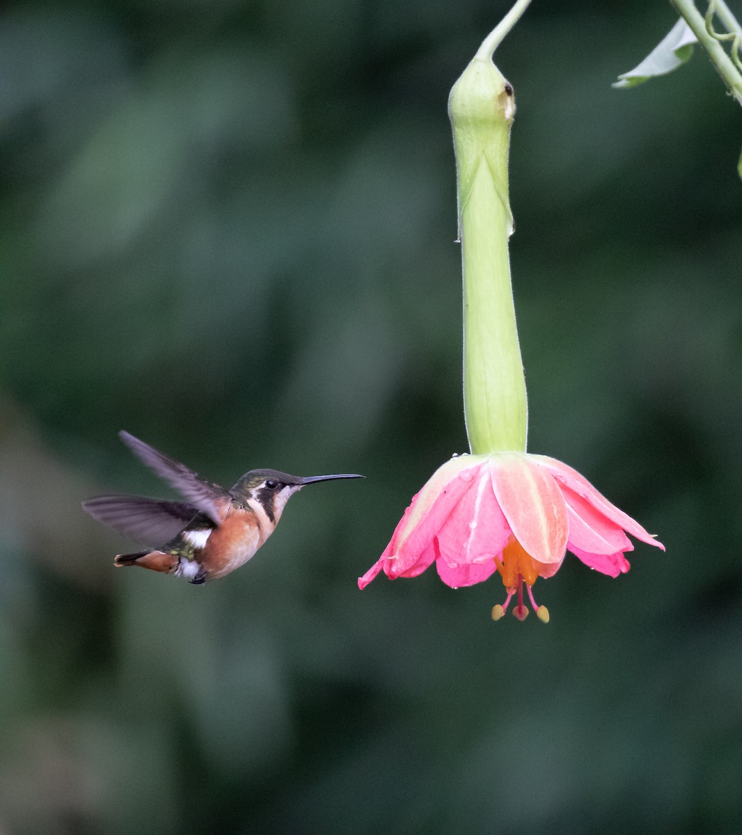 White-bellied Woodstar - ML638158424