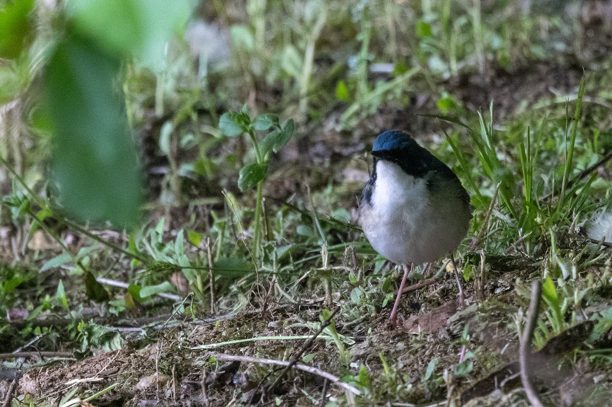 Siberian Blue Robin - ML638158490