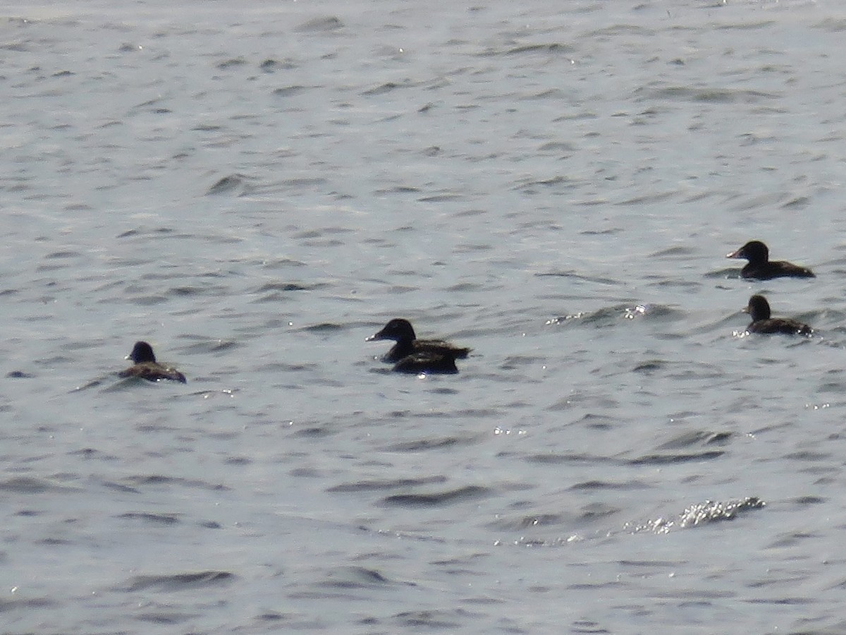 White-winged Scoter - ML638158502