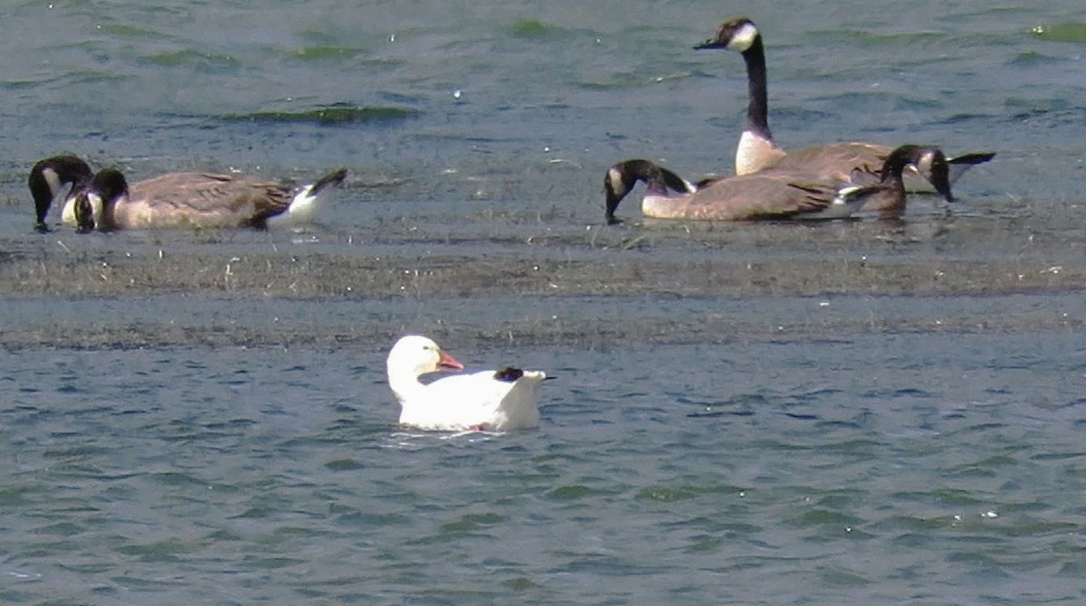 Цасны галуу - ML638158524