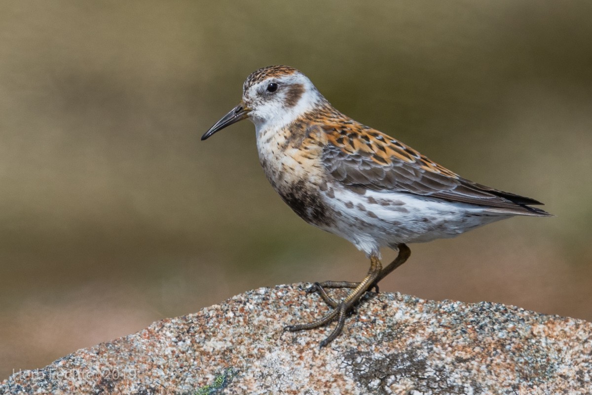 Rock Sandpiper - ML638158526