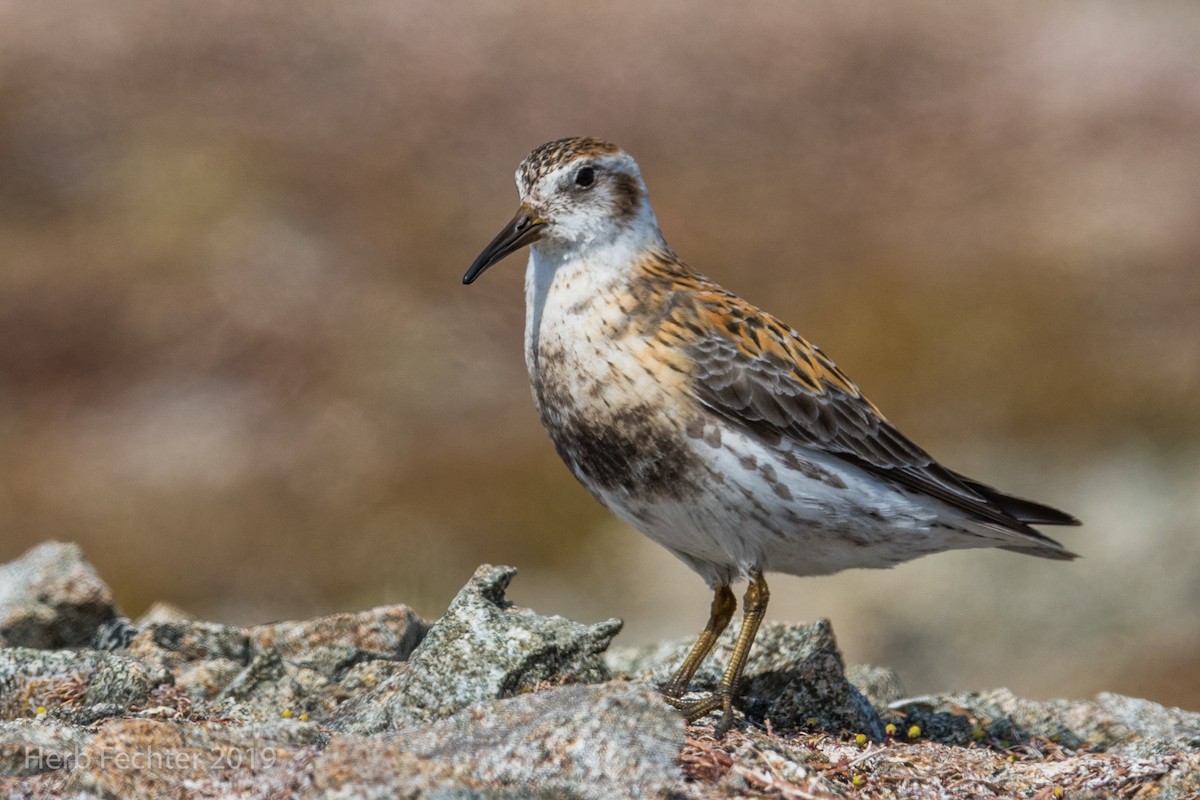 Rock Sandpiper - ML638158527