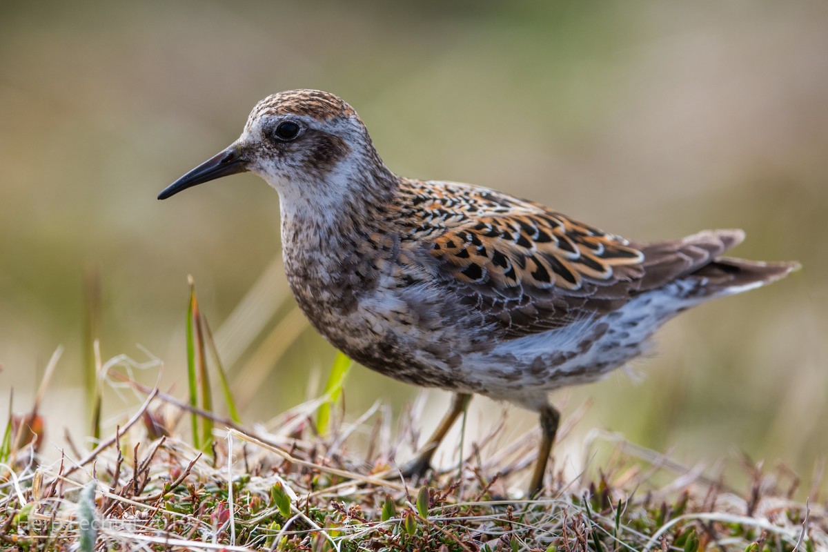 Rock Sandpiper - ML638158529