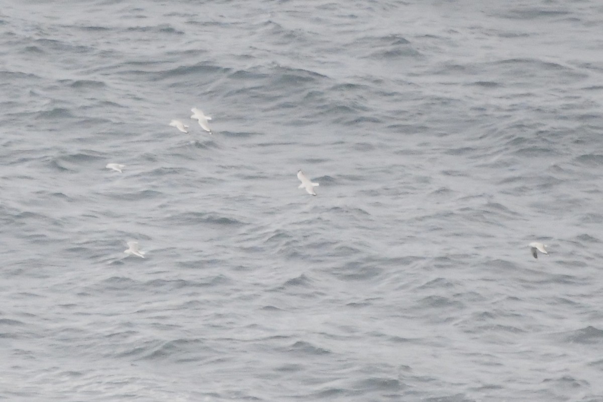 Silver Gull - ML638158534