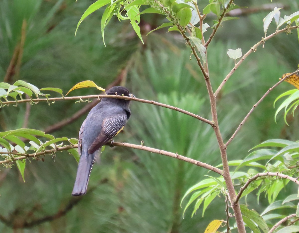 Gartered Trogon - ML638158541