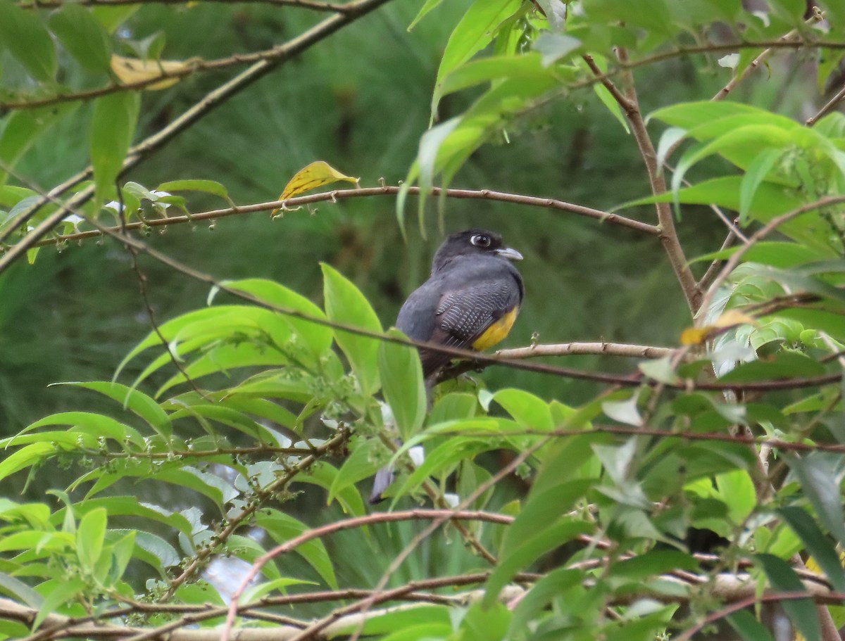 Gartered Trogon - ML638158542