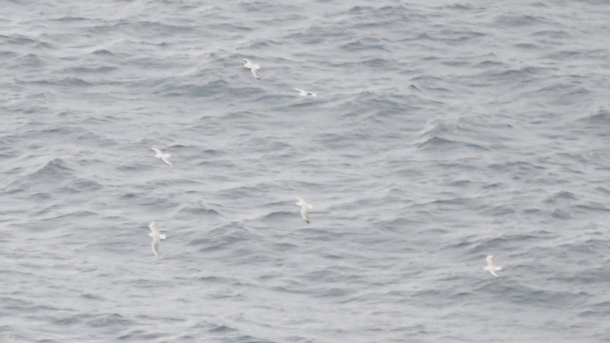 Silver Gull - ML638158544