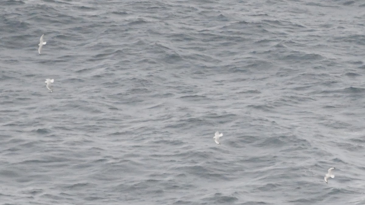 Silver Gull - ML638158552