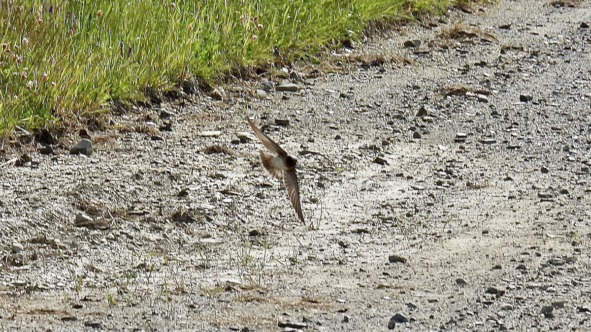 Cliff Swallow - ML638158553