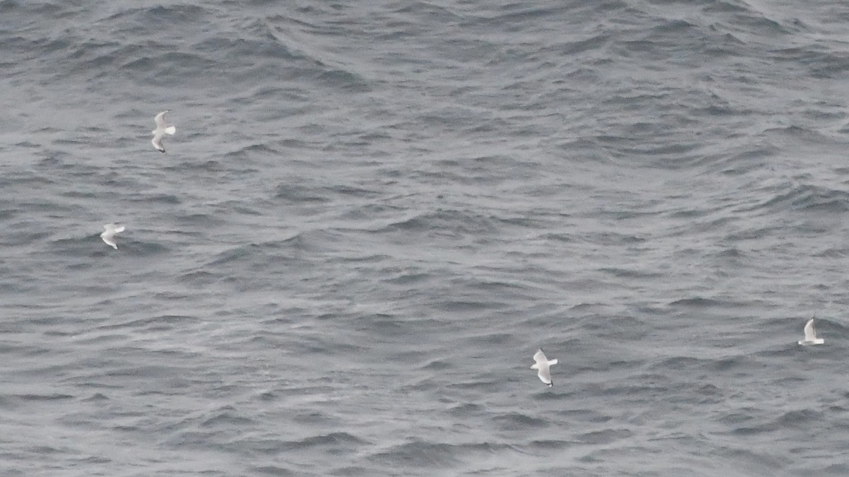 Silver Gull - ML638158557