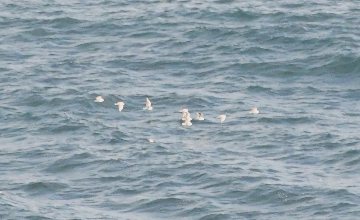 Silver Gull - ML638158569