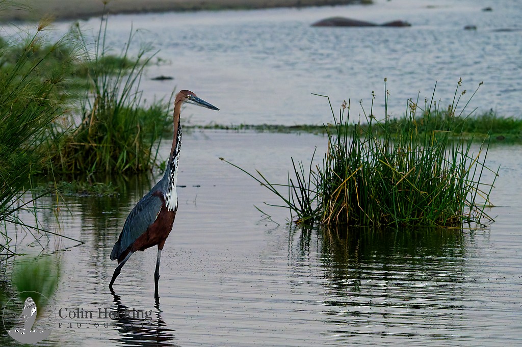 Goliath Heron - ML638158598