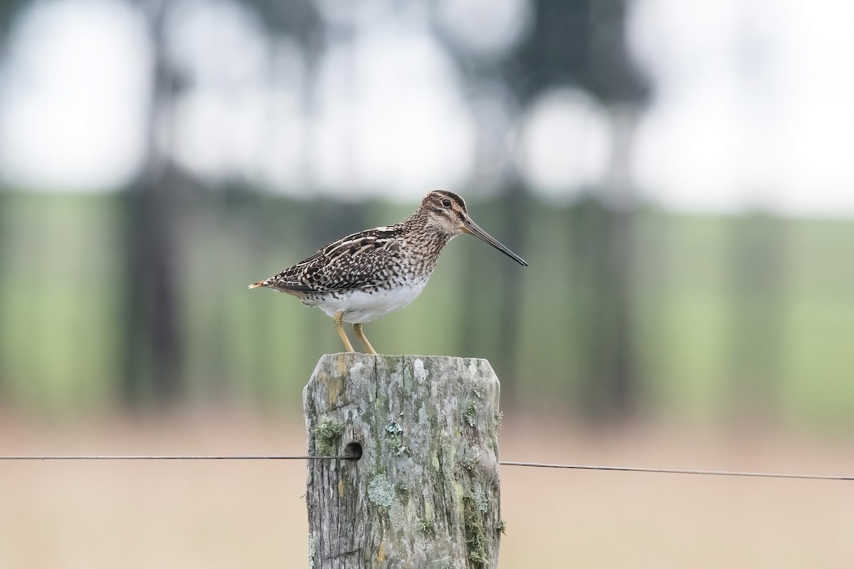 Pantanal Snipe - ML638158604