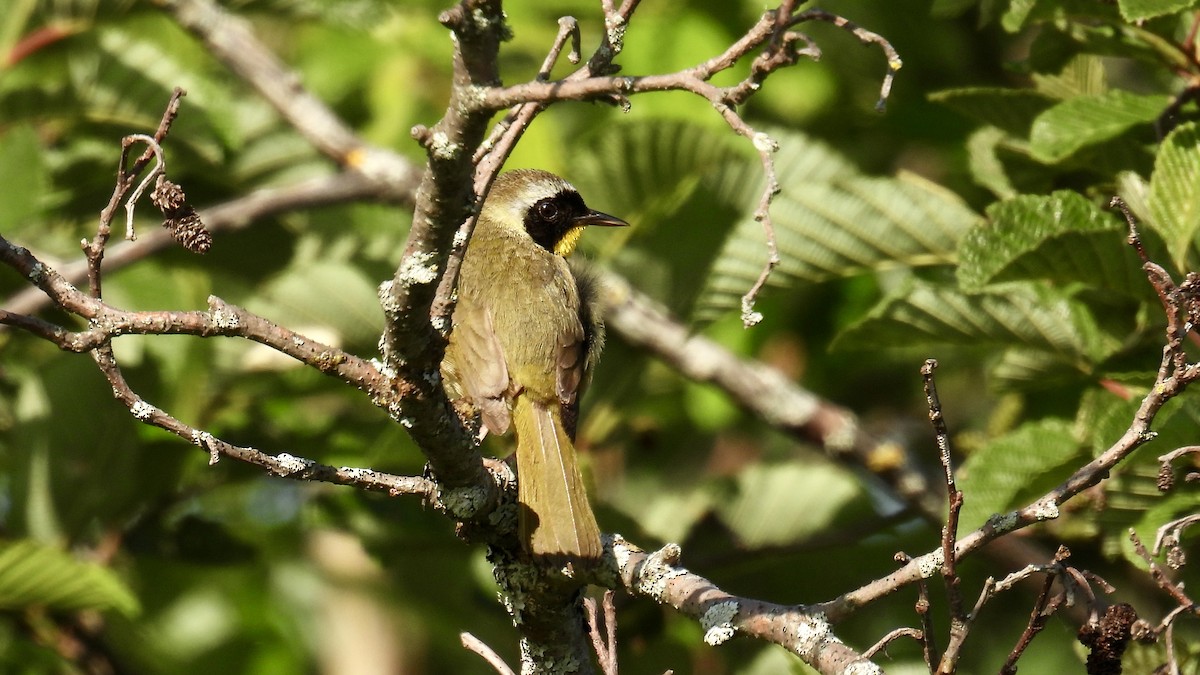 Common Yellowthroat - ML638158605