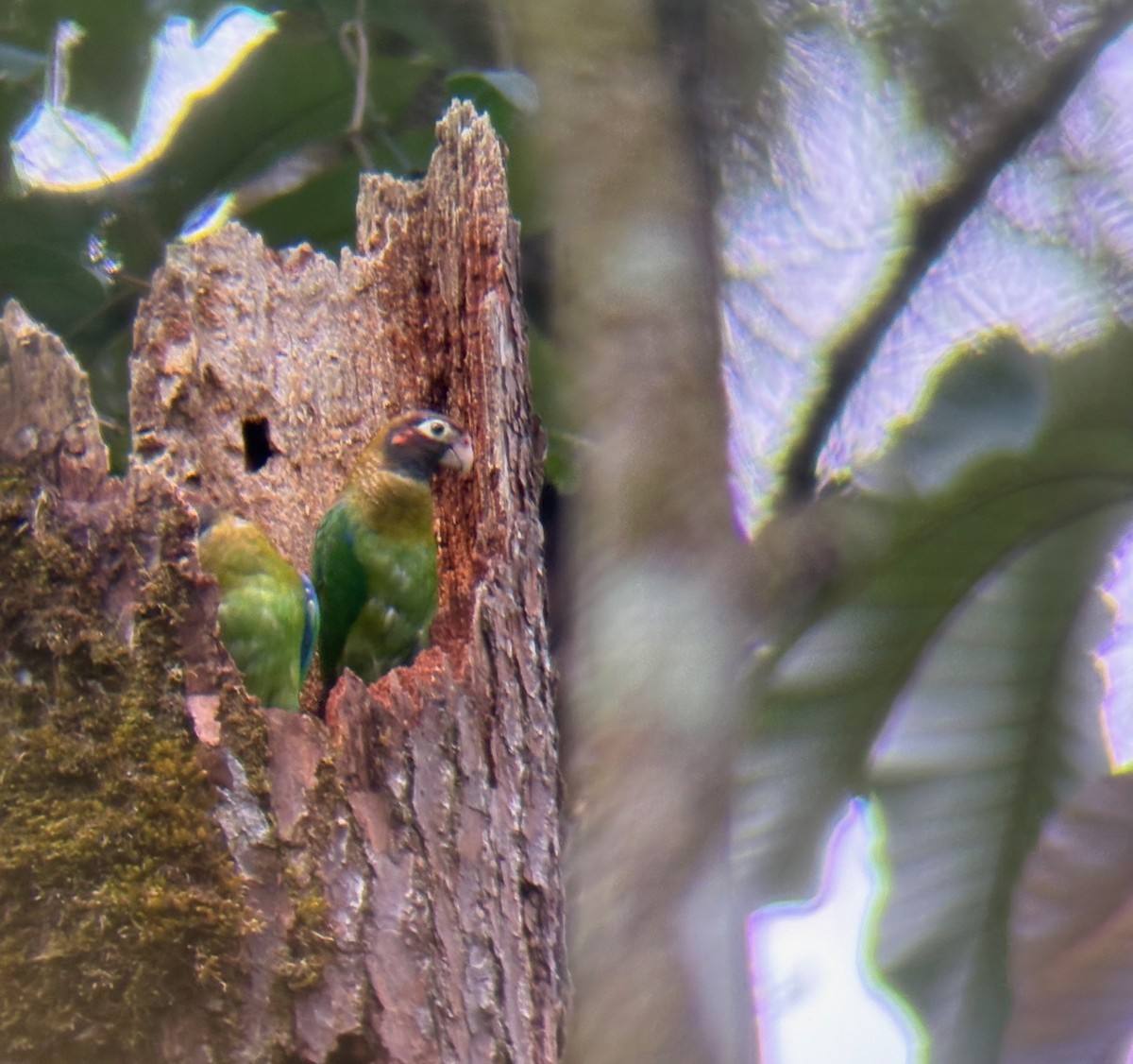 Brown-hooded Parrot - ML638158615
